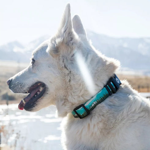 Wolfgang Great Escape Dog Collar 18-26" poudrefeed.com 2